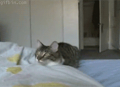 catgifpage58.gif