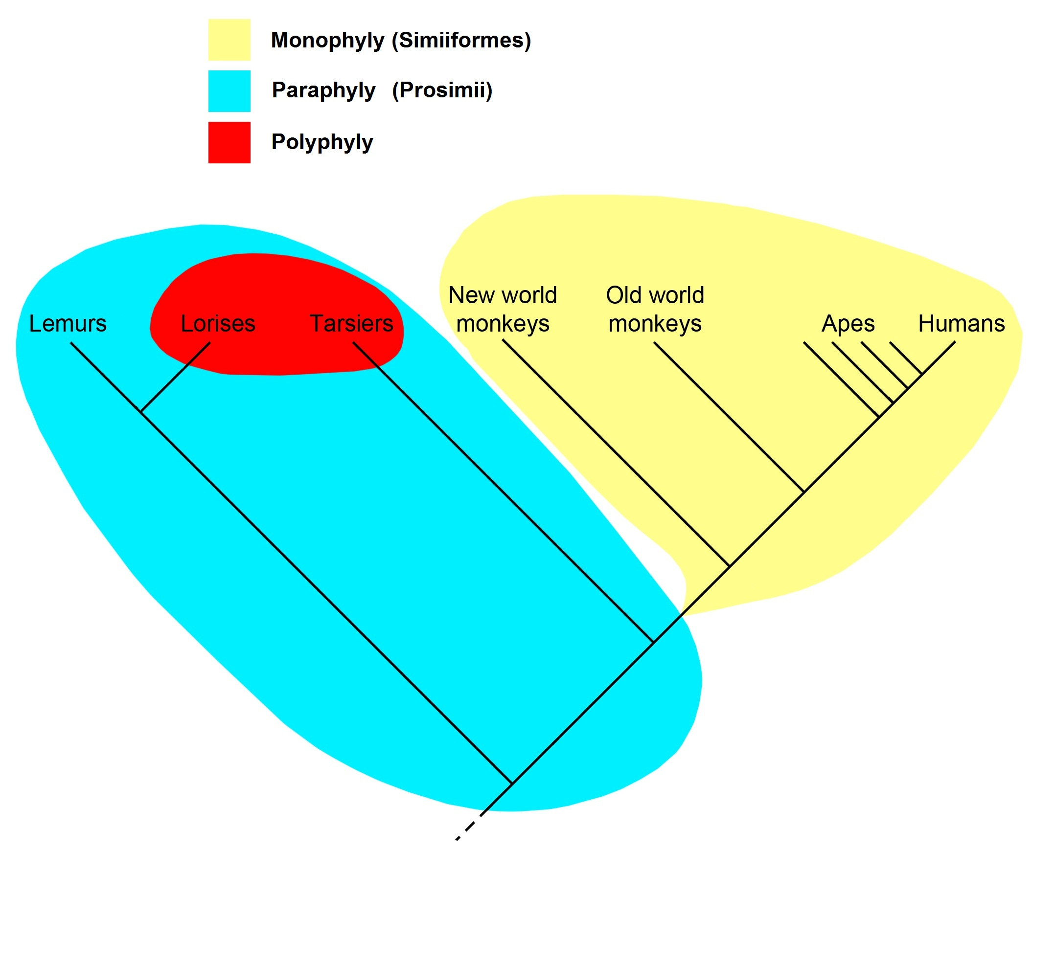 Monophyly%2C_paraphyly%2C_polyphyly.png