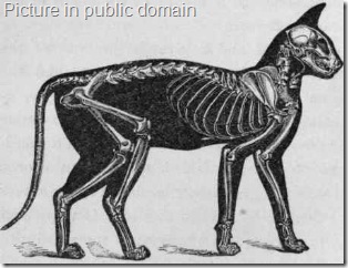 Relative-Proportion-of-Skeleton-to-the-Exterior-of-the-Cat_thumb%5B13%5D.jpg