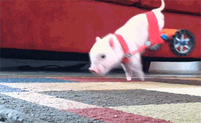 tumblr_n5f2ysHHZ51qb6v6ro1_400.gif