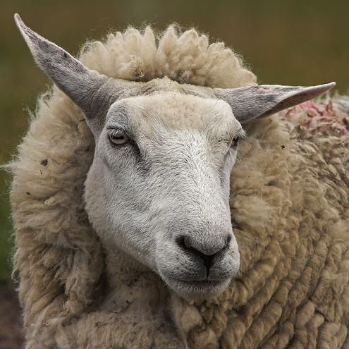 sheep-17110.jpg