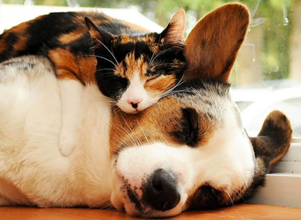 corgi-cat-sleep.jpg