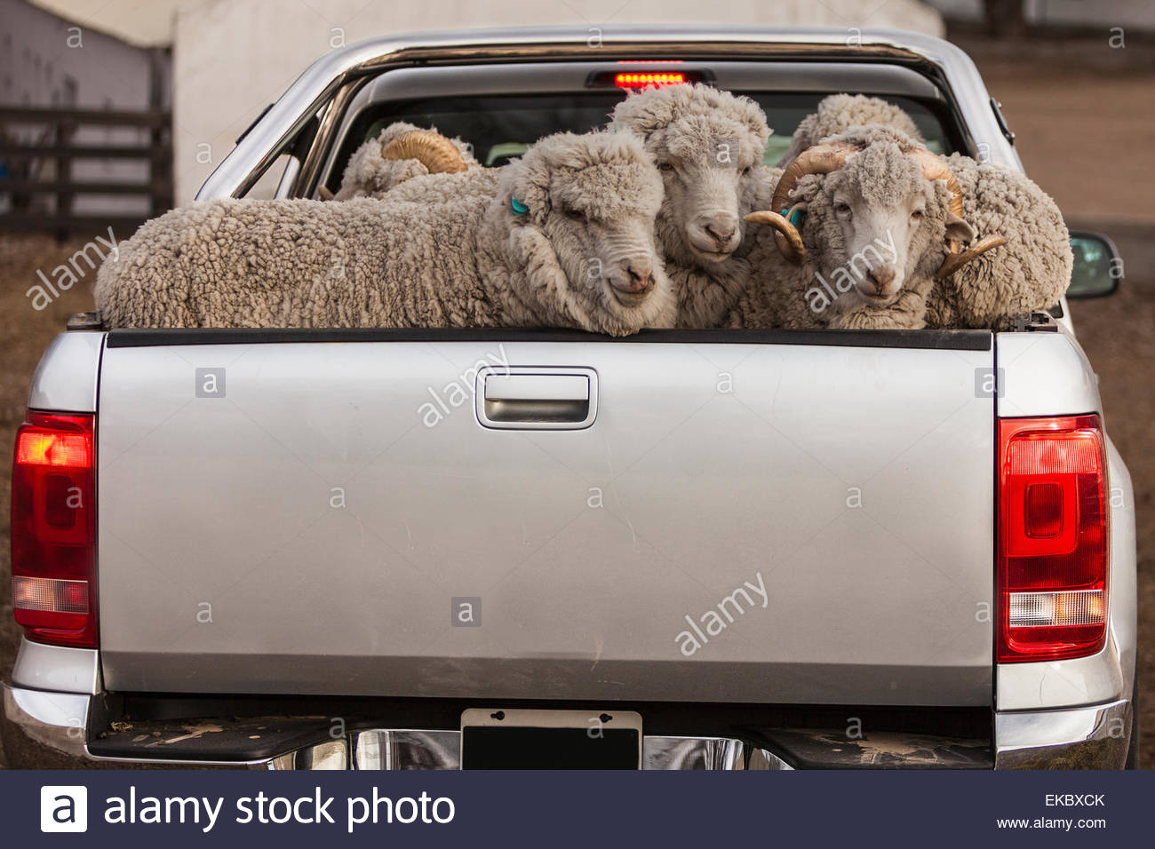 pickup-truck-taking-sheep-to-shearing-shed-estancia-mata-grande-santa-EKBXCK.jpg