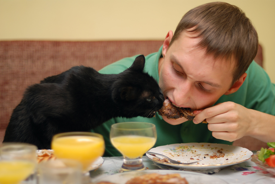 cat-hungry-eating-chicken-guy-1302216711t.jpg