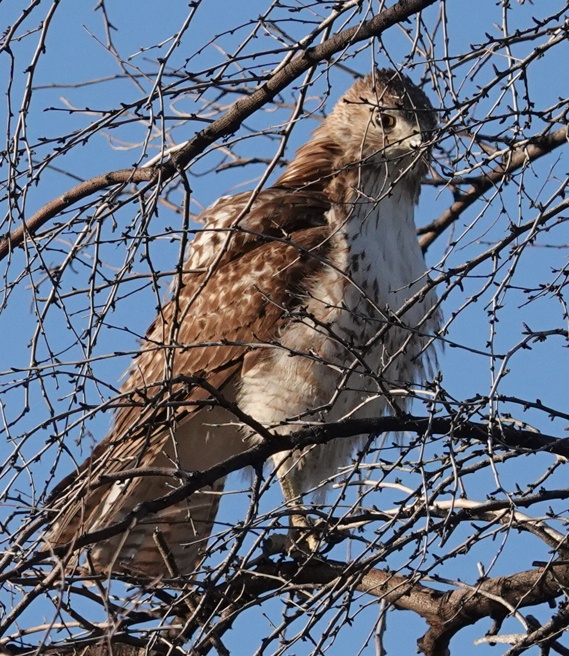 ghowls_2019_03_18_hawk.jpg