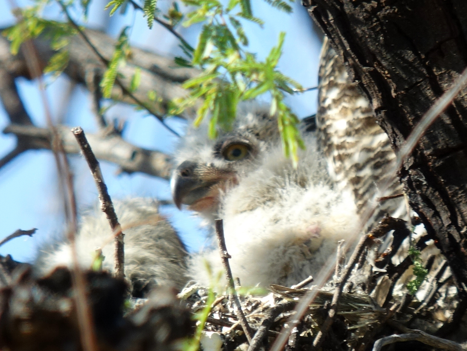 ghowls_2019_04_03c.jpg