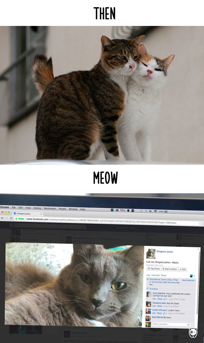 Cats-then-now-funny-technology-change-life-15-5716342bb4884__700.jpg