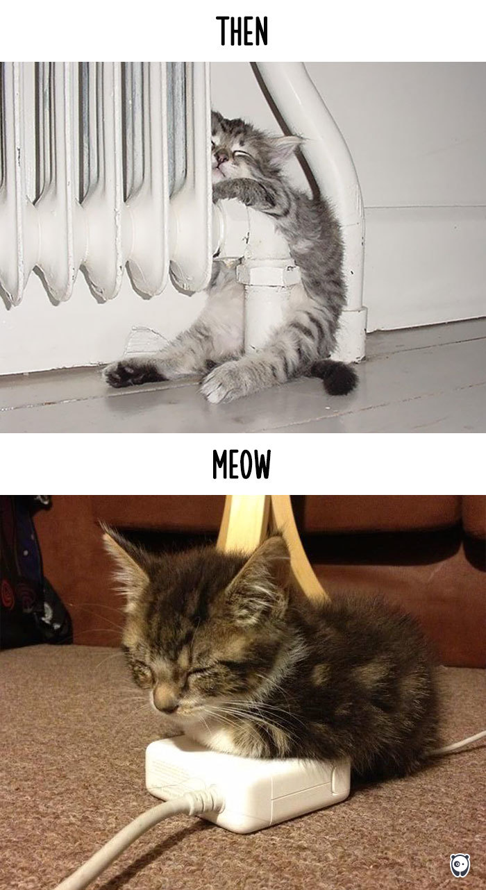 cats-then-now-funny-technology-change-life-9-57161749f2b9d__700.jpg