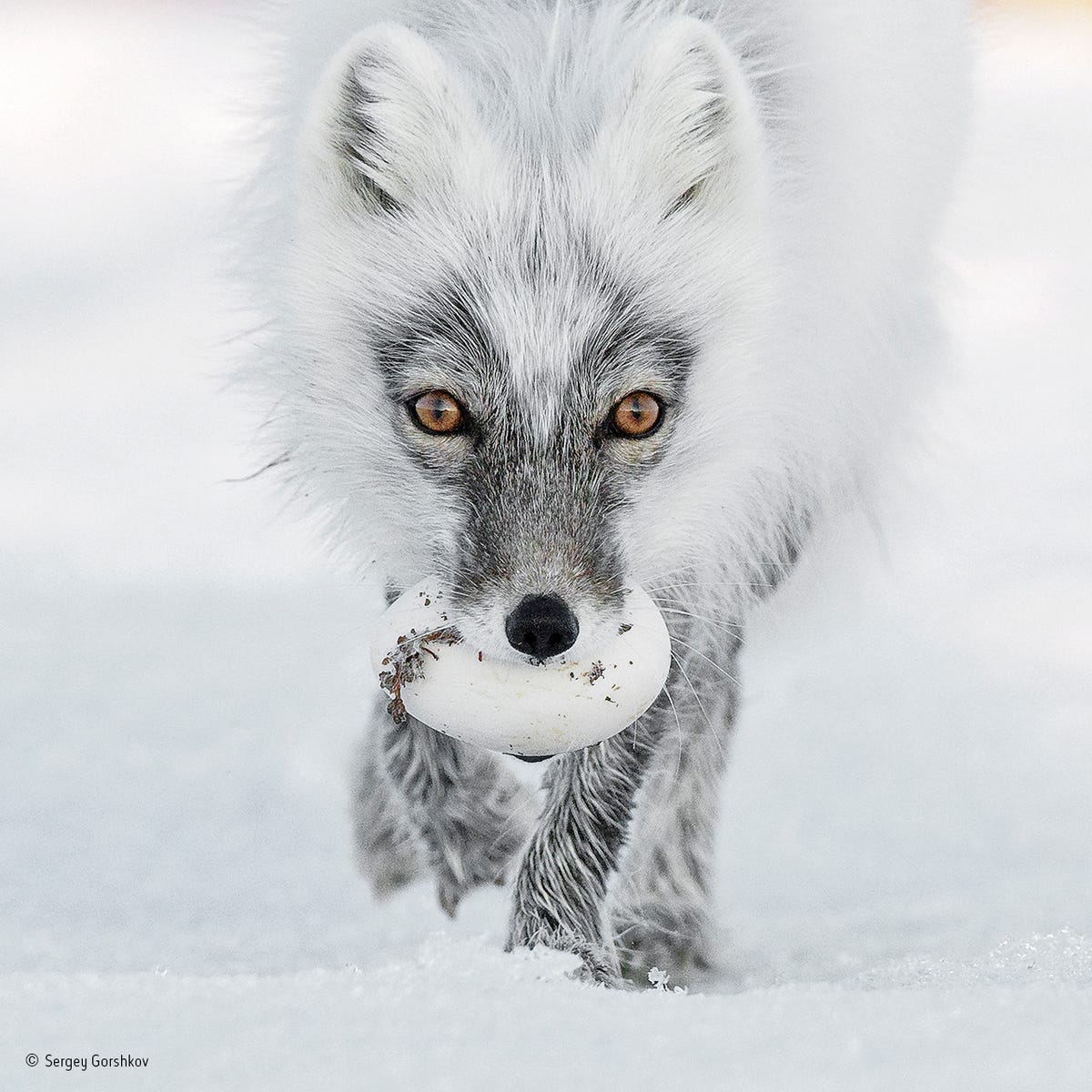 an-arctic-fox-photographed-on-wrangel-island-in-the-arctic-ocean-managed-to-snatch-a-treasure-from-the-nest-of-a-snow-goose-its-likely-to-bury-the-egg-in-the-tundra-where-it-will-stay-preserved.jpg