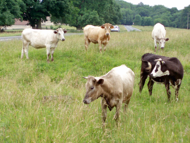 Cows_on_Selsley_Common_-_geograph.org.uk_-_192472.jpg