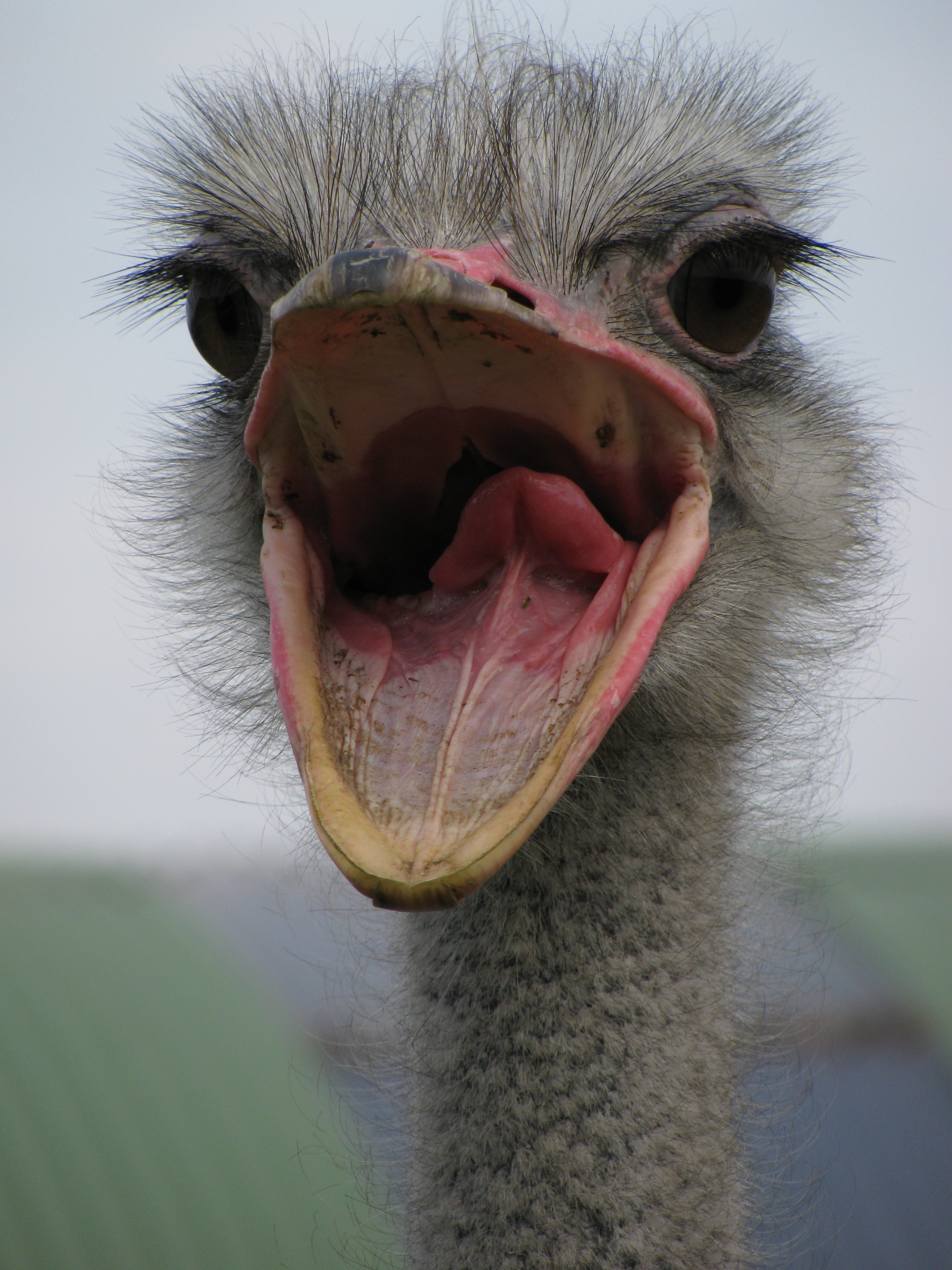 Ostrich,_mouth_open.jpg