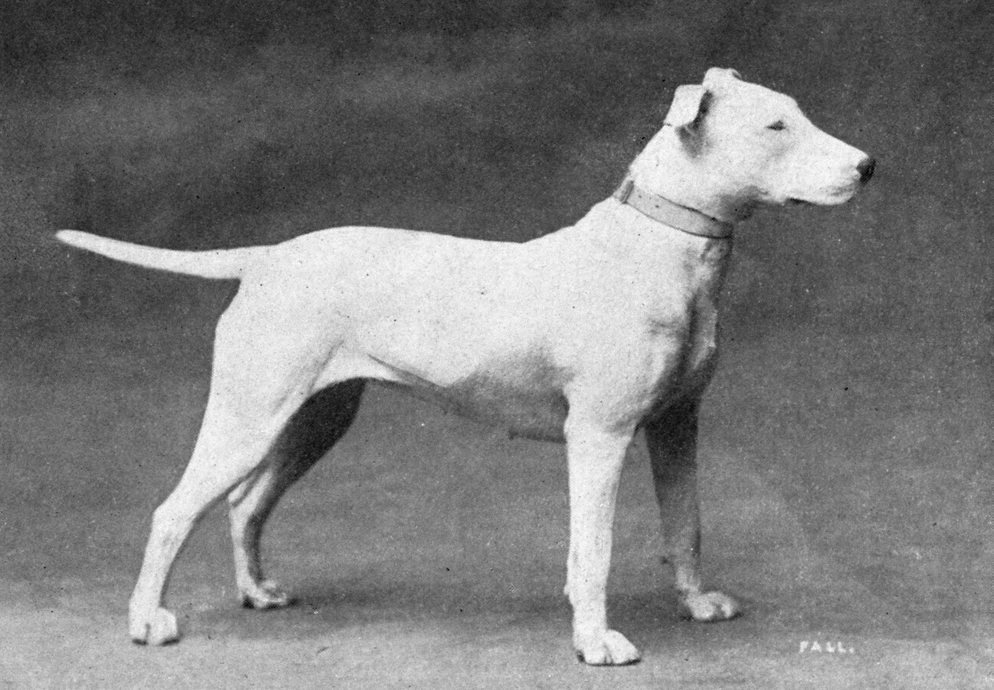 Bull_Terrier_from_1915.JPG