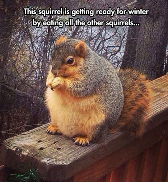 funny-fat-squirrel-forest-eating.jpg