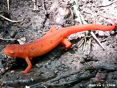 Red-spotted_newt.jpg