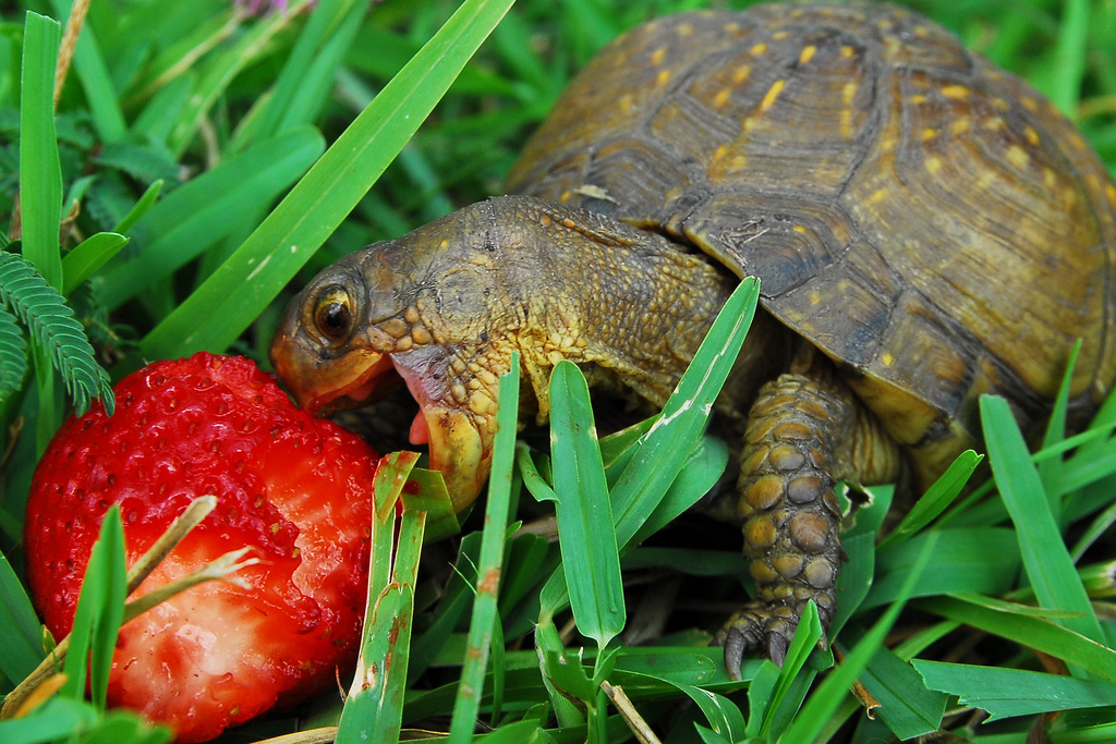 happy%20turtle%20strawberry.jpg