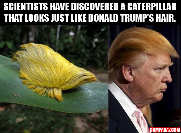Scientists-have-discovered-a-caterpillar-that-looks-exactly-like-Donald-Trumps-hair.jpg
