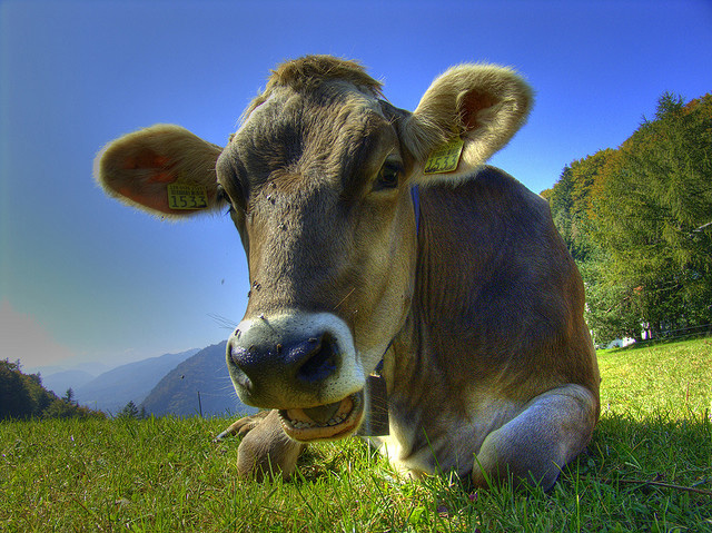 Cow-Rescue-cow-closeup-CC-Martin-Abegglen.jpg