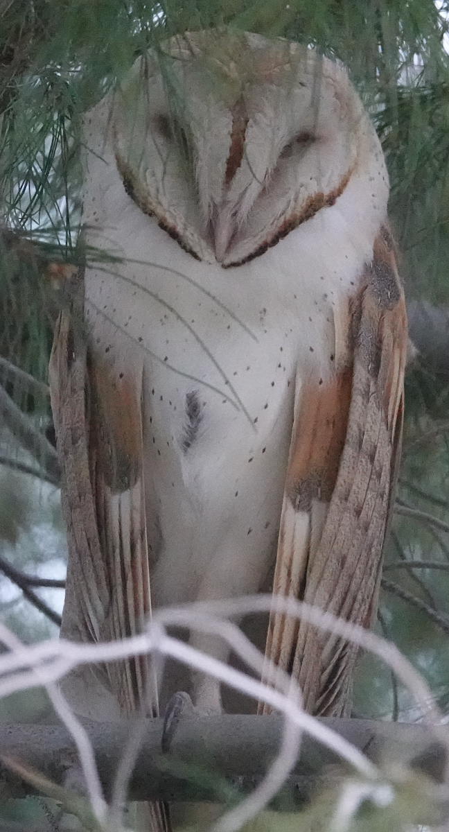 barnowl_2019_03_26.jpg