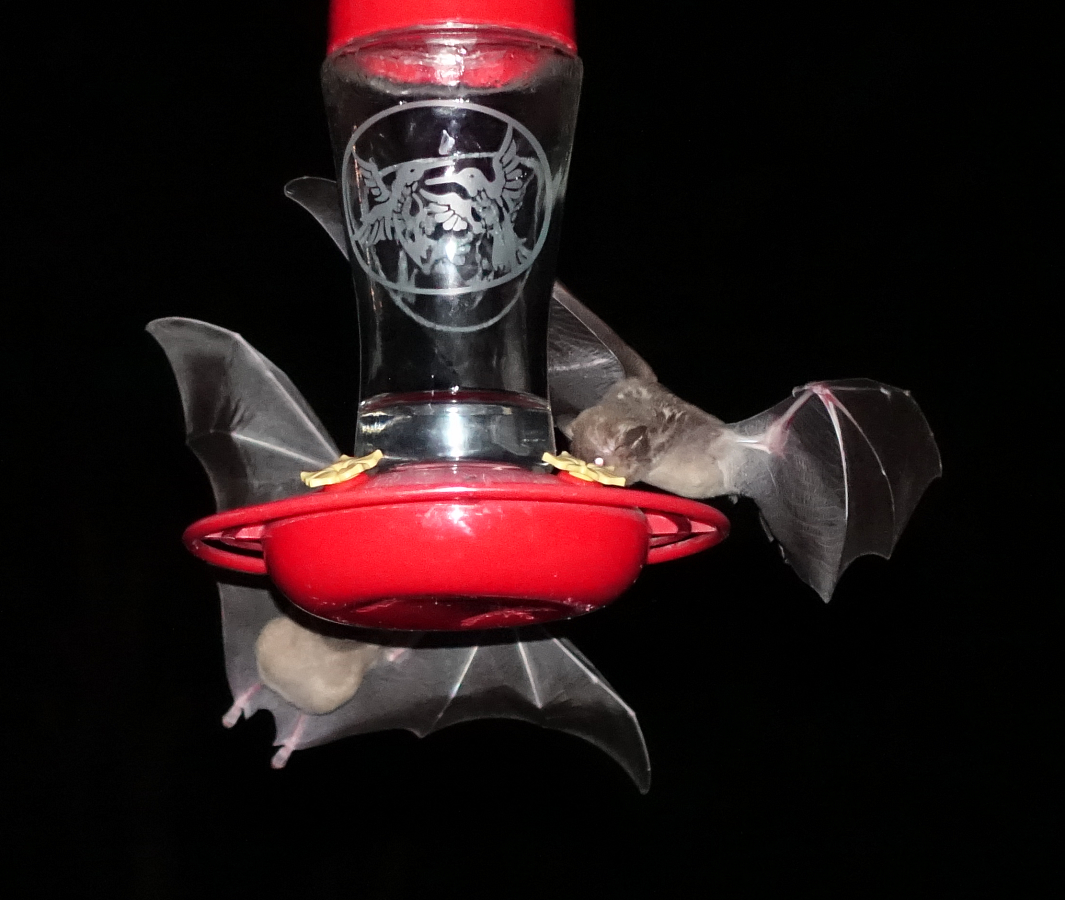 bats_2019_06_07d.jpg