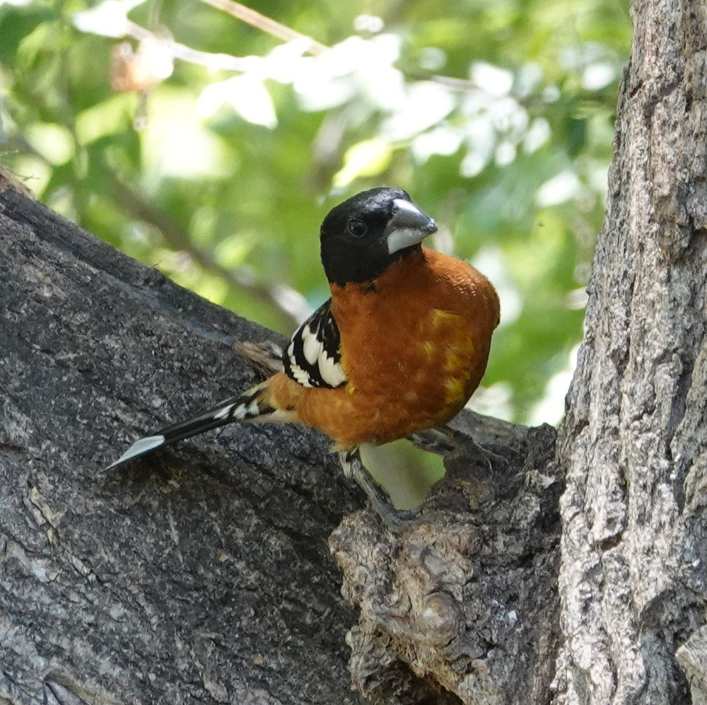 bhgrossbeak_2019_05_05a.jpg