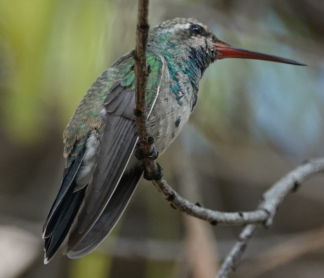 broadbill_2018_10_20e.jpg