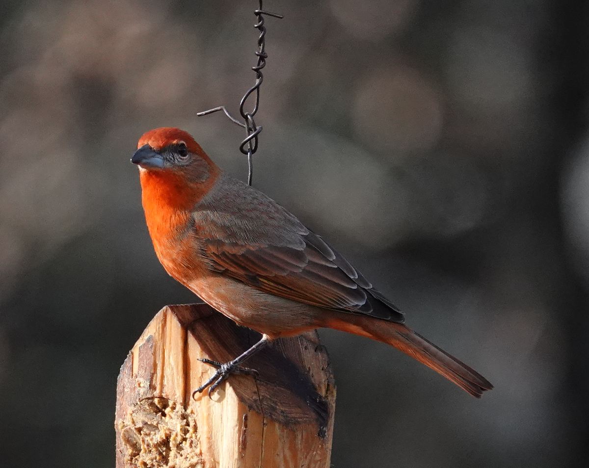 hepatic_tanager_2019_01_14a.jpg