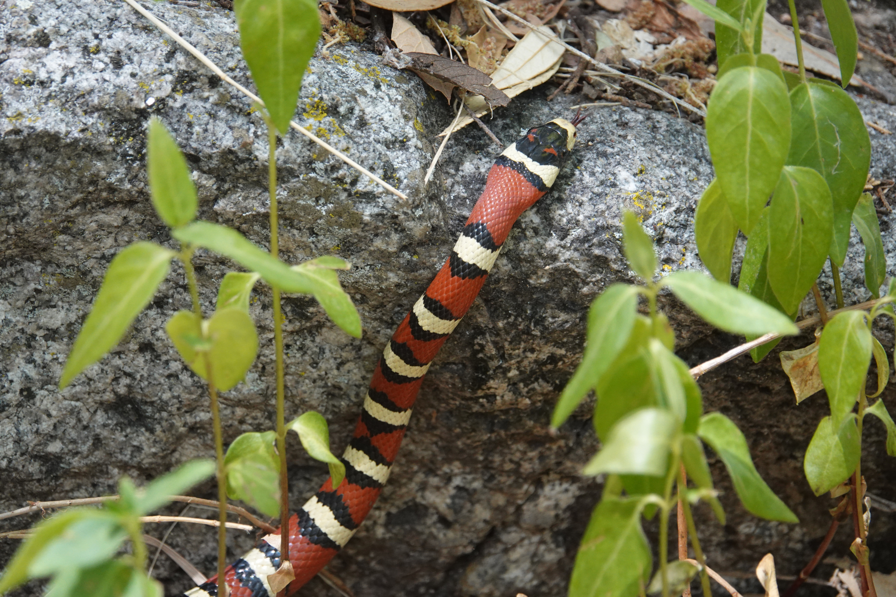 mtnkingsnake_2019_05_11a.jpg