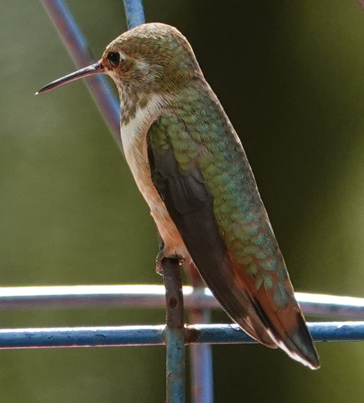 rufous_2018_10_20a.jpg