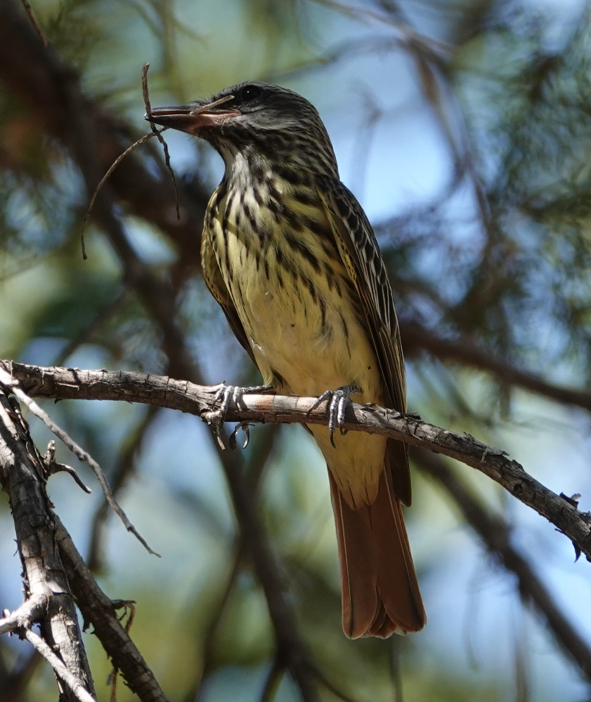 sbflycatcher_2019_06_08a.jpg