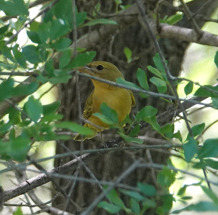 tanager_2019_05_05d.jpg