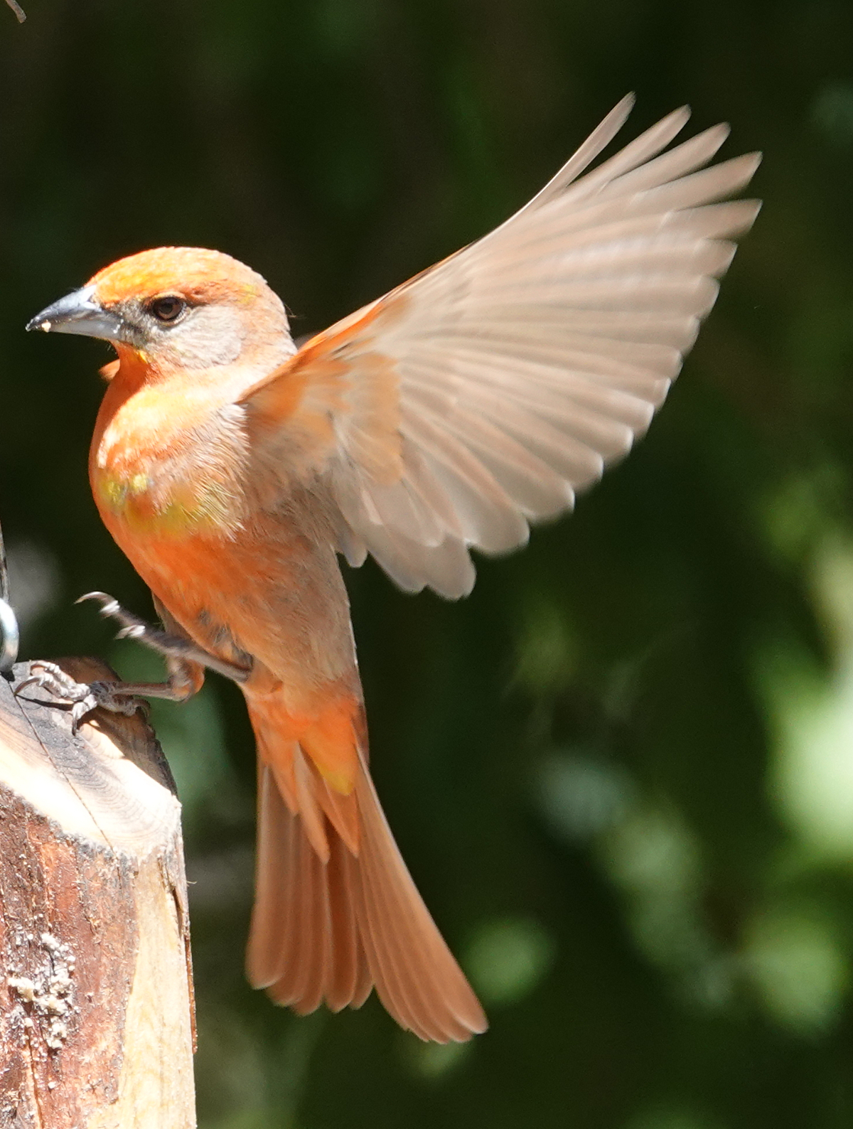 tanager_2019_06_02a.jpg