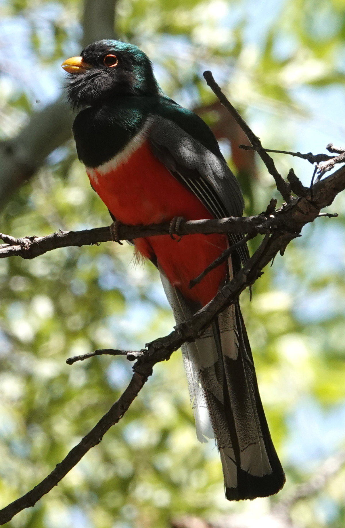 trogon_male_2019_06_02a.jpg