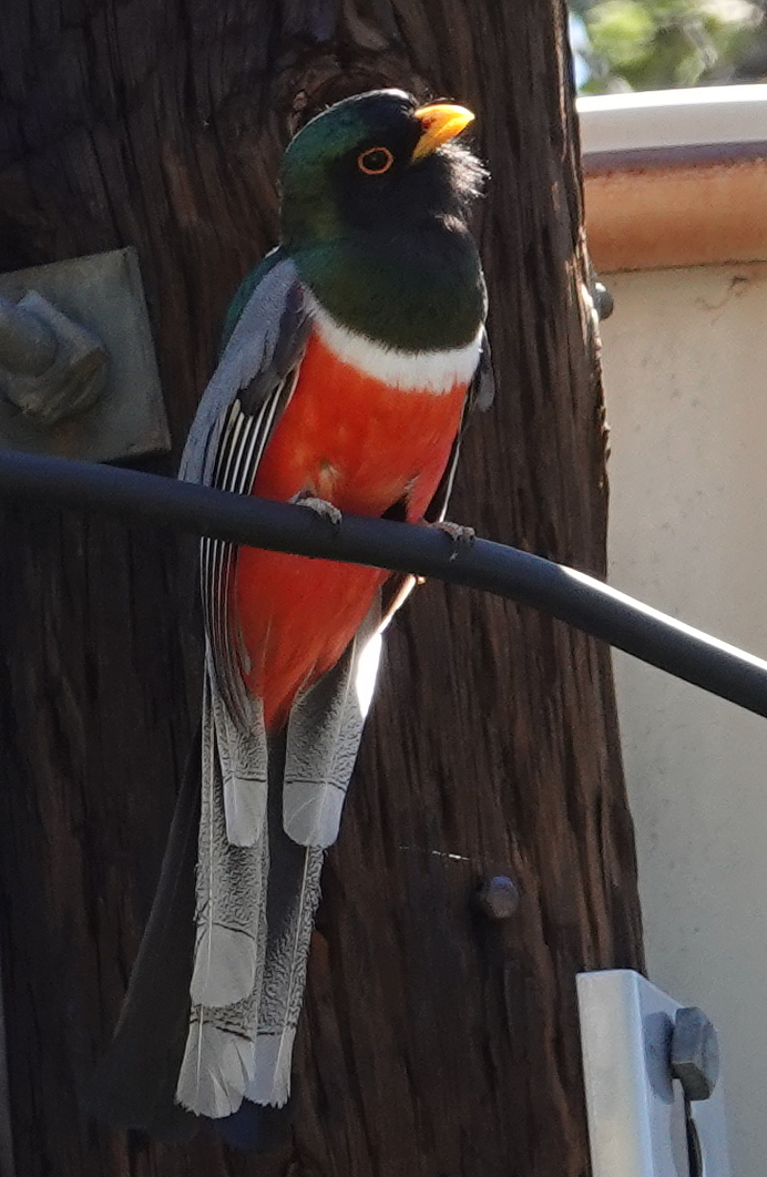 trogon_male_2019_06_08b.jpg