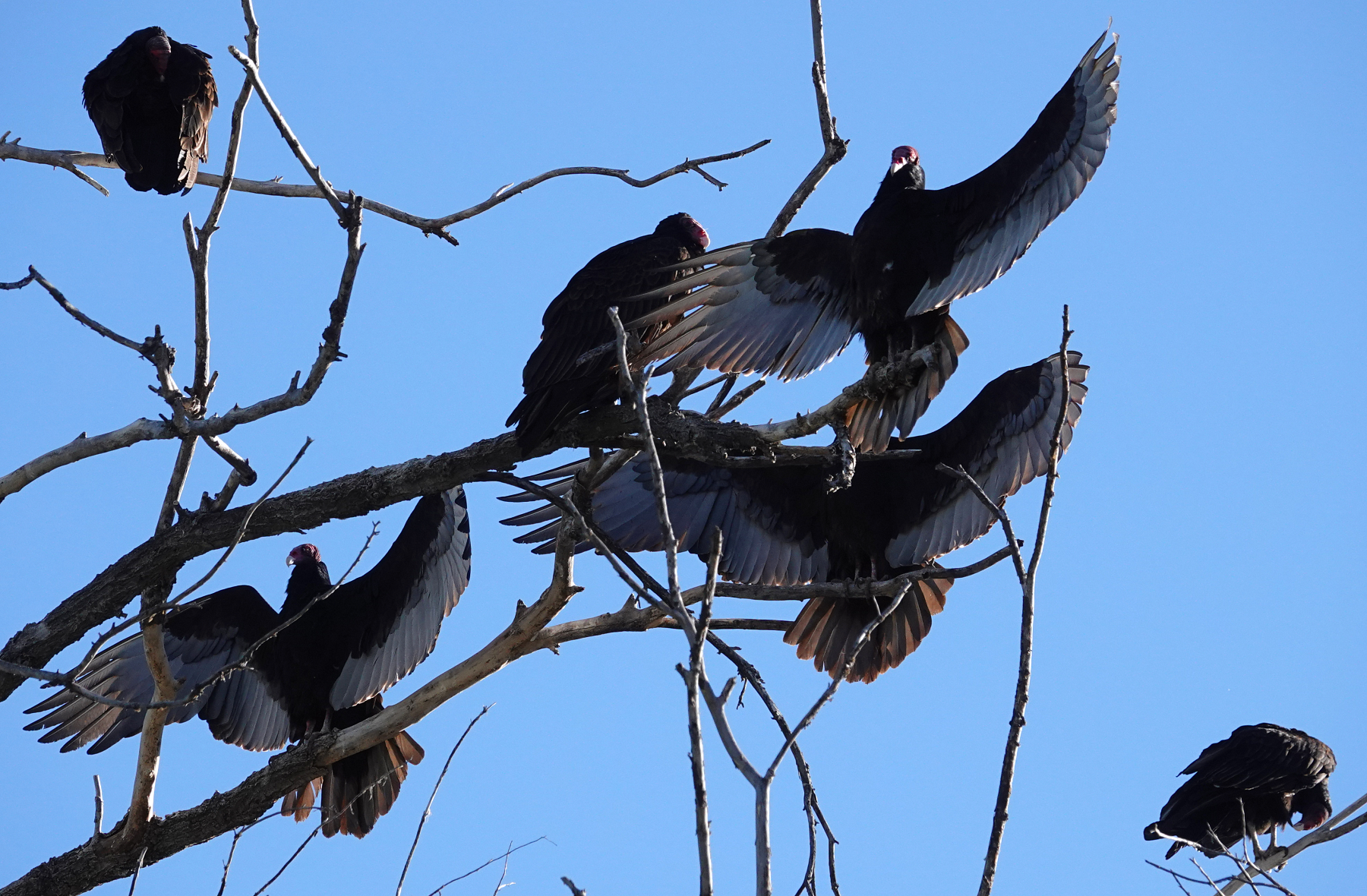 vultures_2019_04_18a.jpg