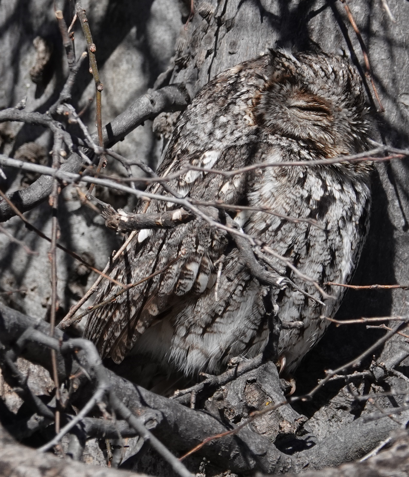 whiskscreechowl_2019_02_23.jpg