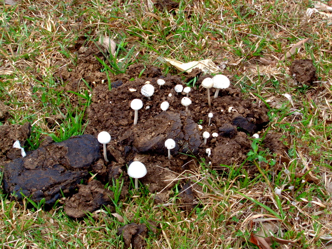 cow-poop-with-mushrooms.jpg