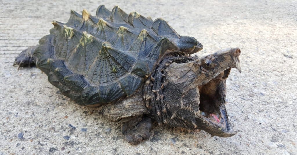 Alligator-Snapping-Turtle-1024x535.jpg