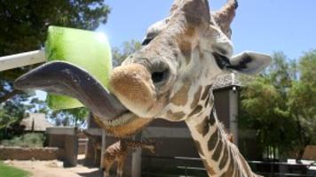 Photo gallery: Animals keep cool at Reid Park Zoo ...