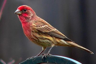 Small Bird with Red Head | Finches bird, Bird, Red headed sparrow
