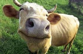 smiling-cow.jpg