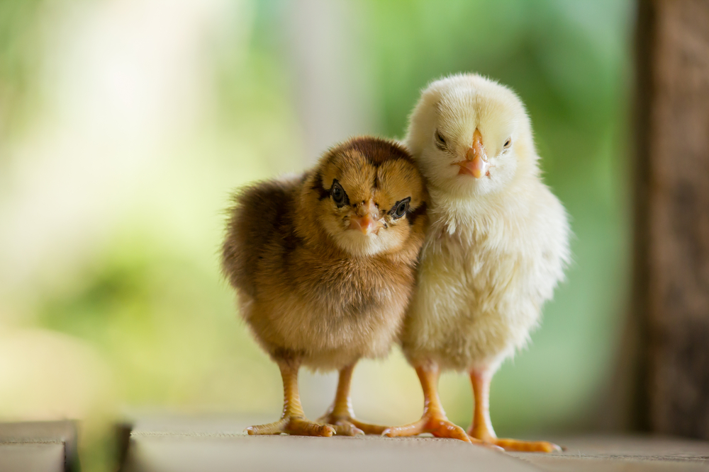 two-baby-chicks.jpg
