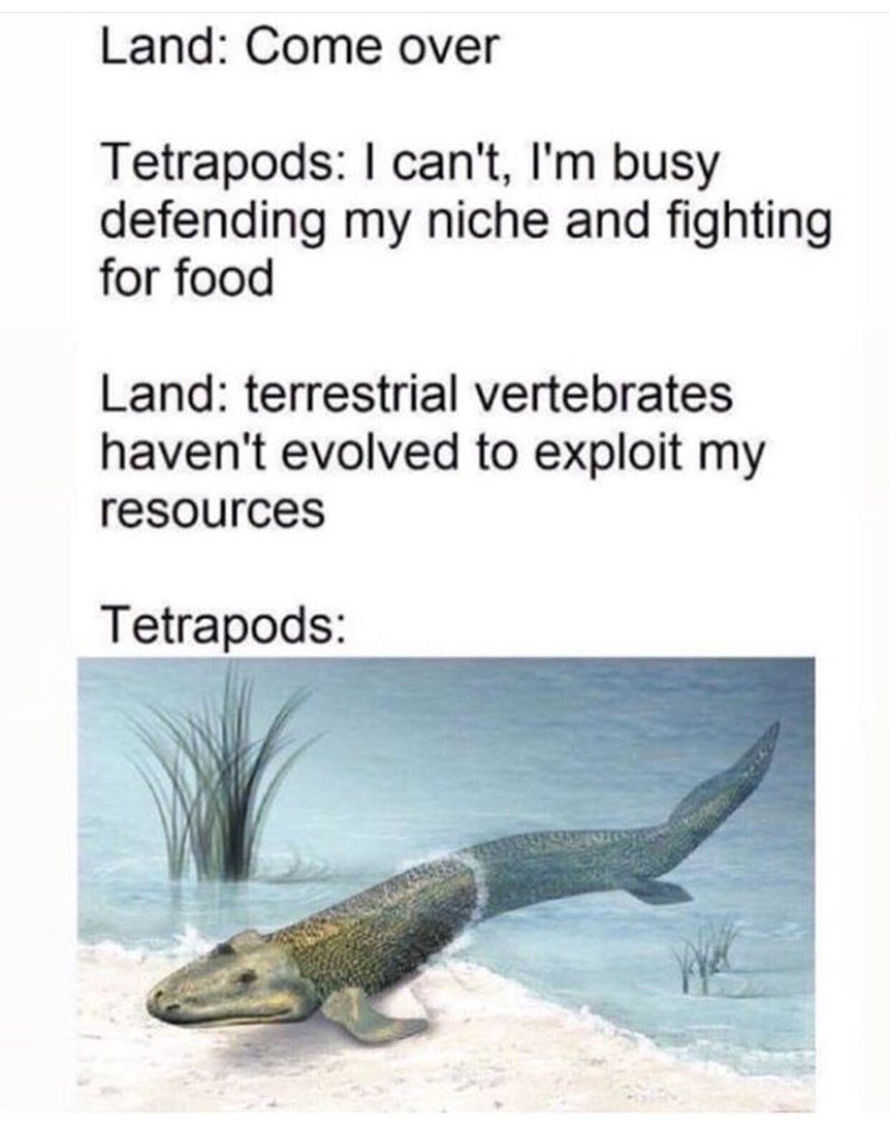 and-fighting-for-food-land-terrestrial-vertebrates-havent-evolved-to-exploit-my-resources-tetrapods