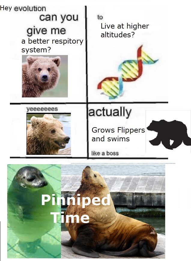 me-a-better-respitory-system-actually-yeeeeeees-grows-flippers-and-swims-like-a-boss-pinniped-time