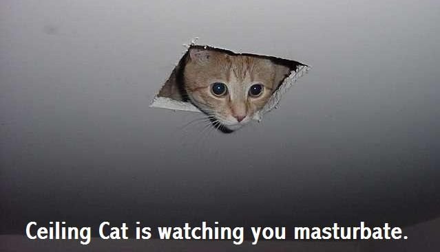 Ceilingcat.jpg