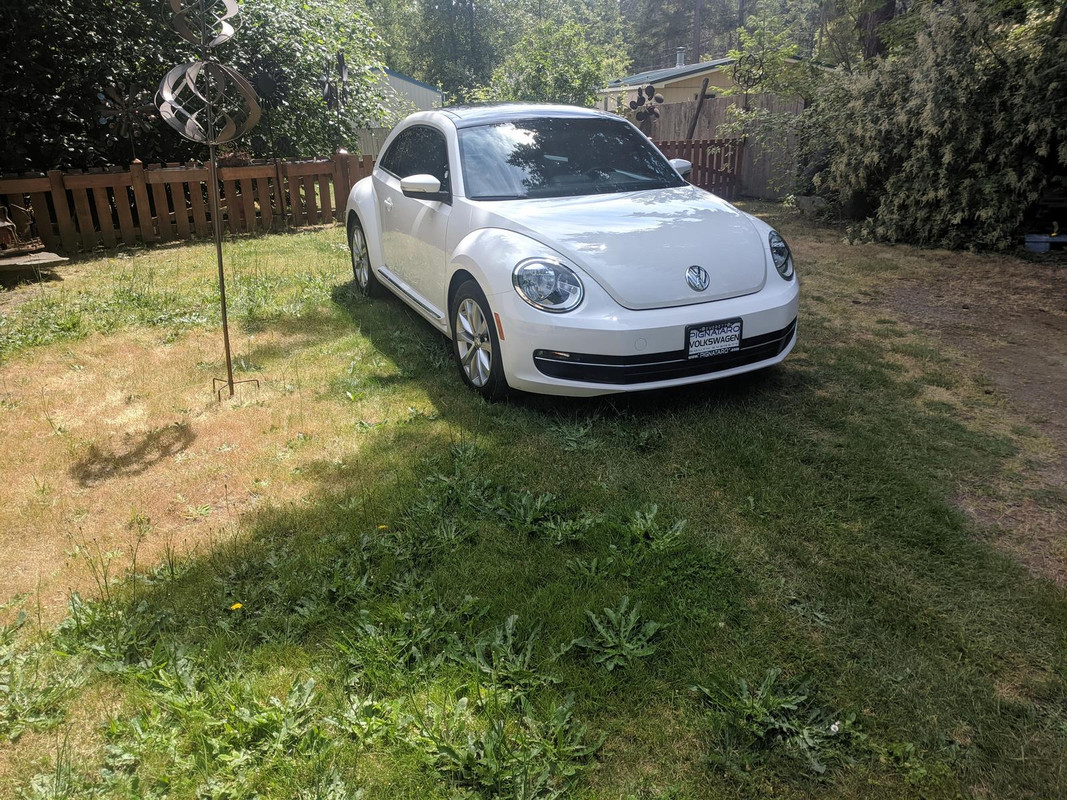 13-beetle.jpg