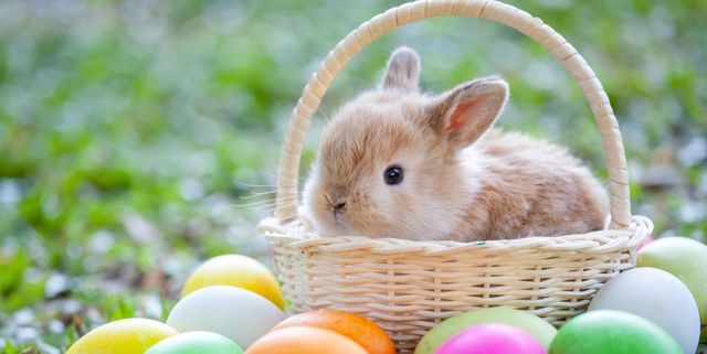easter-bunny-origins-1581358909.jpg