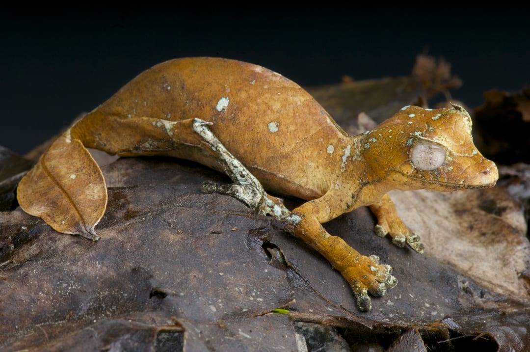 Satanic-leaf-tailed-gecko-Uroplatus-phantasticus.jpg