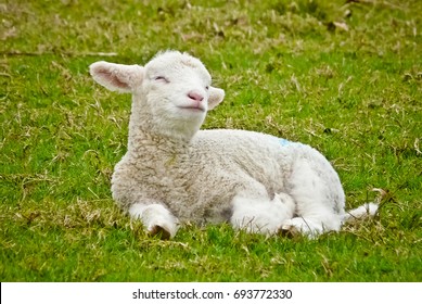 smiling-lamb-resting-cornwall-park-260nw-693772330.jpg