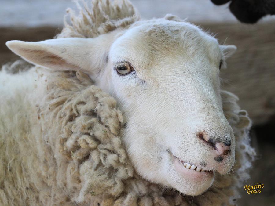 smiling-sheep-gary-canant.jpg