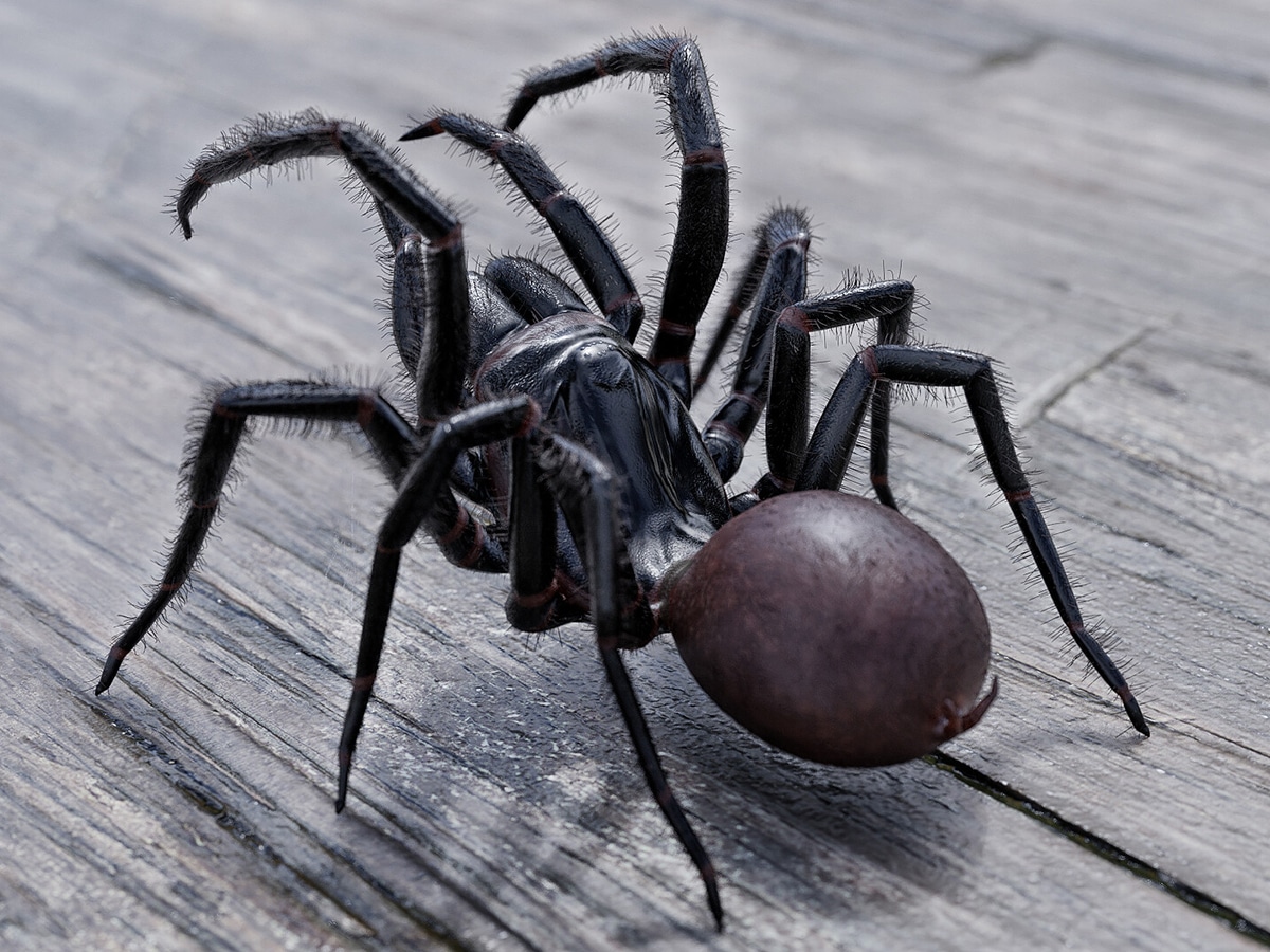 10-Most-Deadly-Spiders-in-Australia-Sydney-Funnel-Web-Spider.jpeg